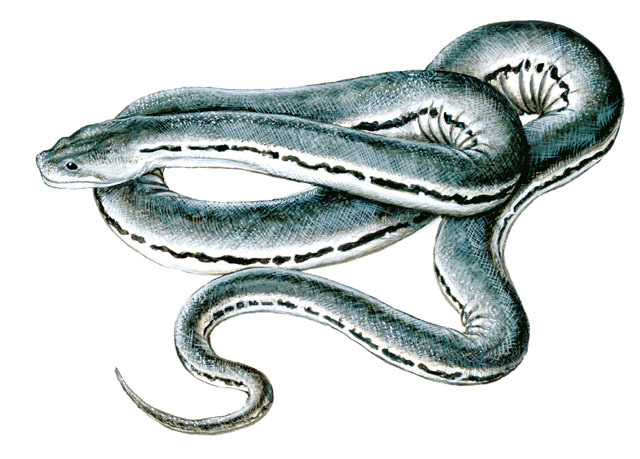 Deuterostomia