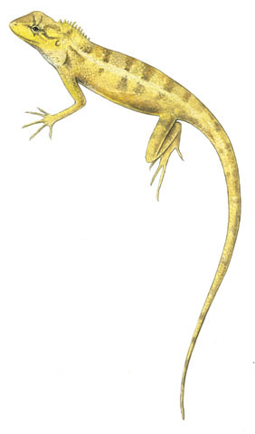 Deuterostomia