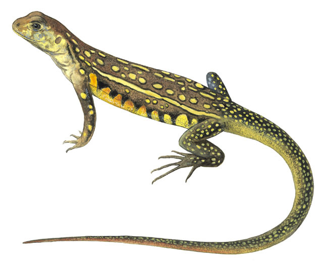 Leiolepis