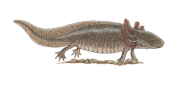 Ambystoma_mexicanus