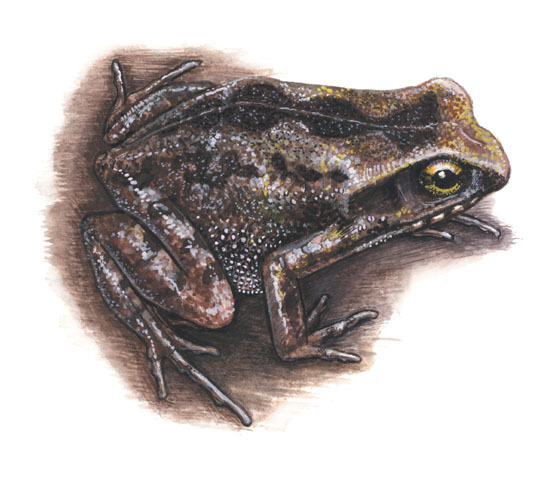 Deuterostomia