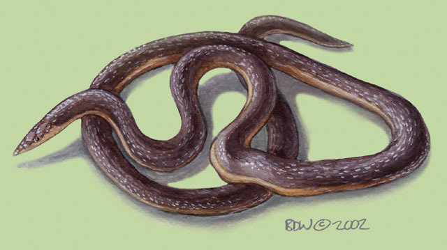 Deuterostomia