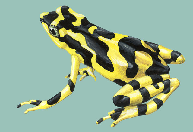 Atelopus