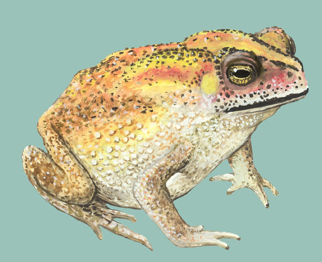 Duttaphrynus melanostictus