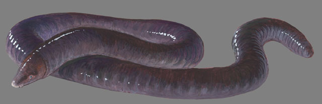 Caeciliidae