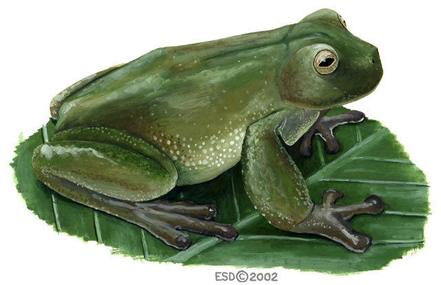 Deuterostomia