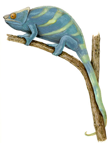 Rainbow' chameleon among three new species described from Madagascar