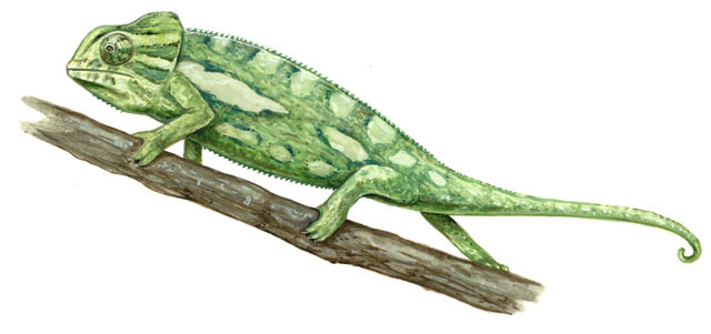 Chamaeleonidae