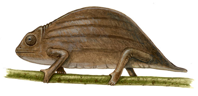 Chamaeleonidae