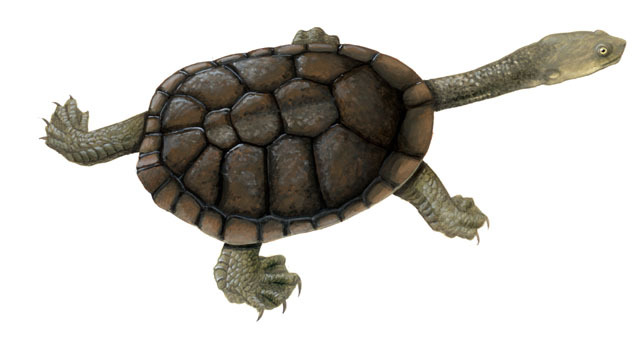 Chelodina_longicollis