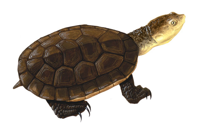 Vertebrata