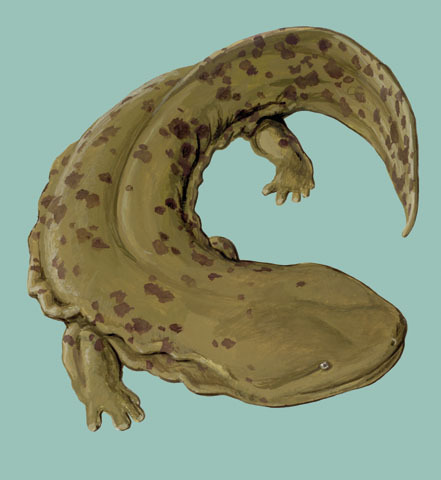 Cryptobranchus alleganiensis