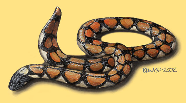 Common pipe snakes - Encyclopedia of Life