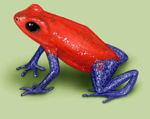 Poison Dart Frog, Characteristics, Habitat & Facts