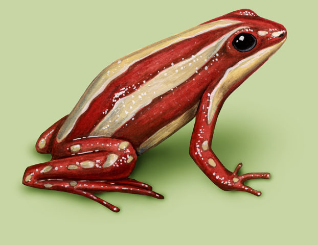 Epeipedobates_tricolor