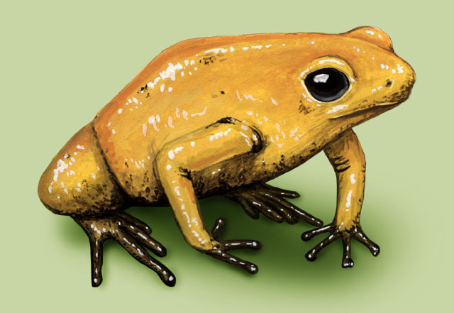 orange poison dart frog