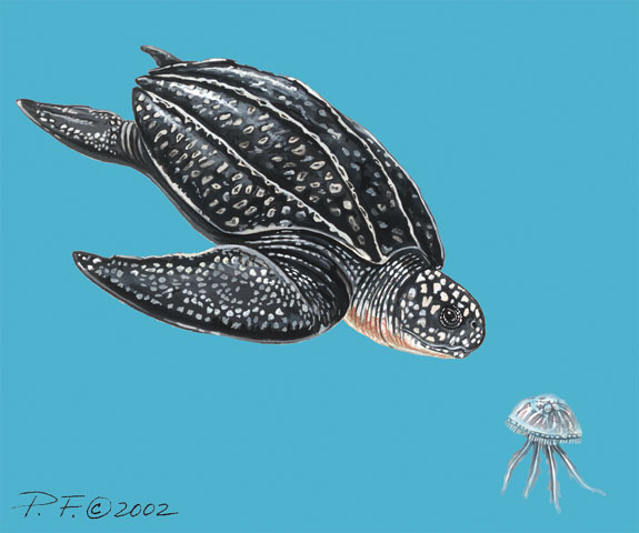 leatherback sea turtles size