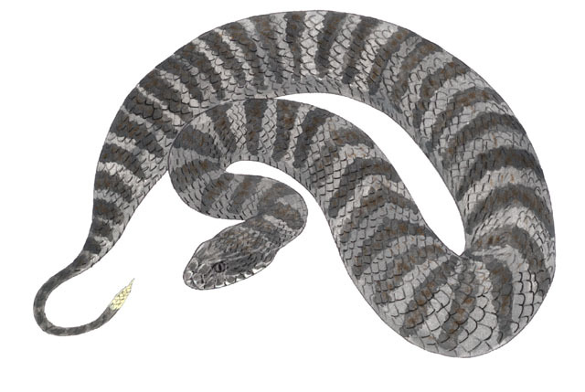 Deuterostomia