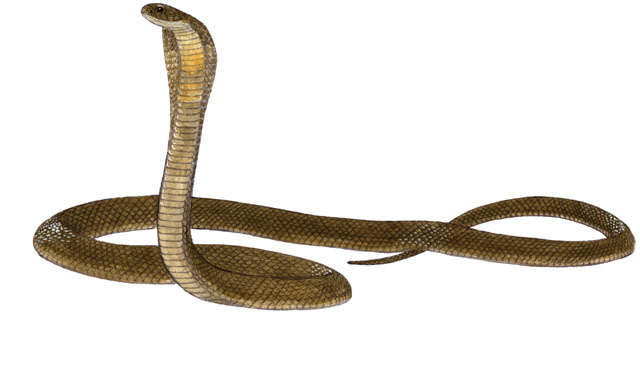 Yellow Cobra Animal Facts