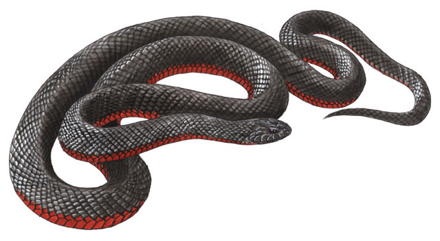 The Red-Bellied Snake