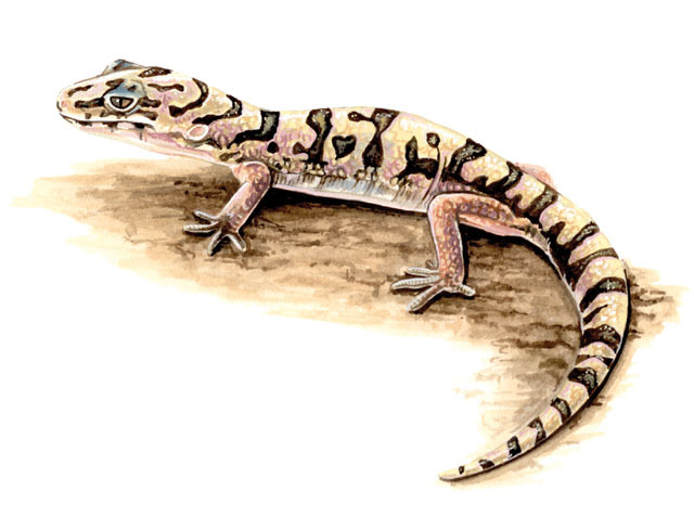 Gekkonidae