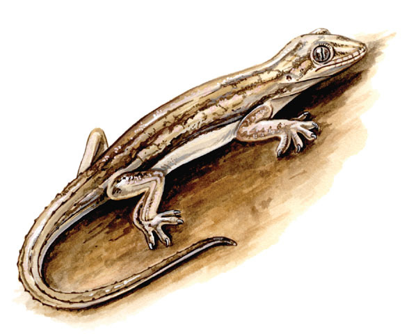 Deuterostomia