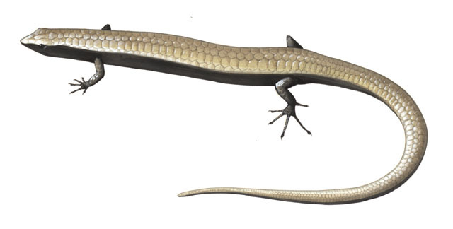 Deuterostomia