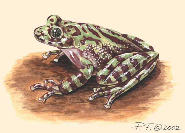 Deuterostomia