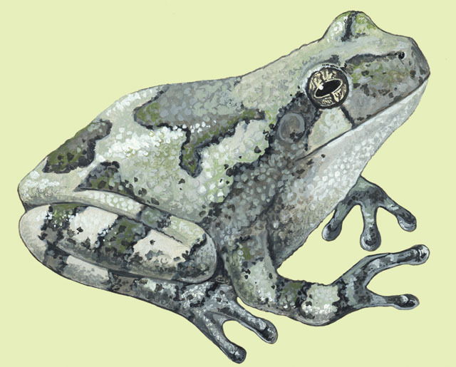 Hyla_chrisoscelis