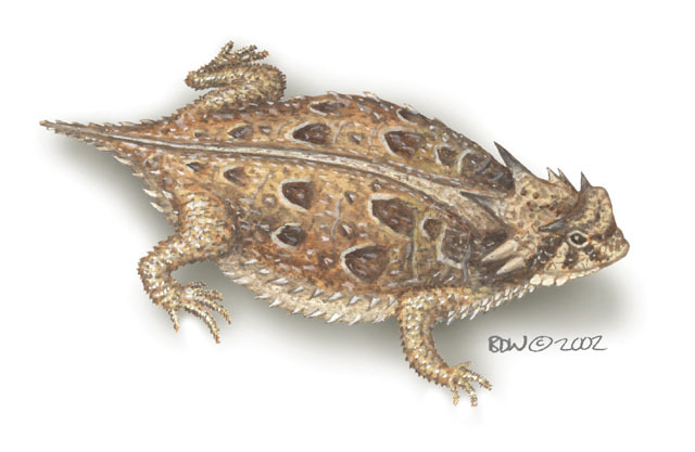 desert horned lizard predators