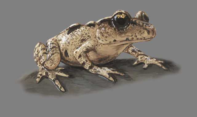 Leiopelmatidae