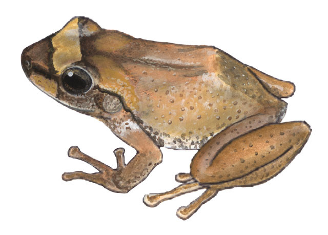 Eleutherodactylus coqui