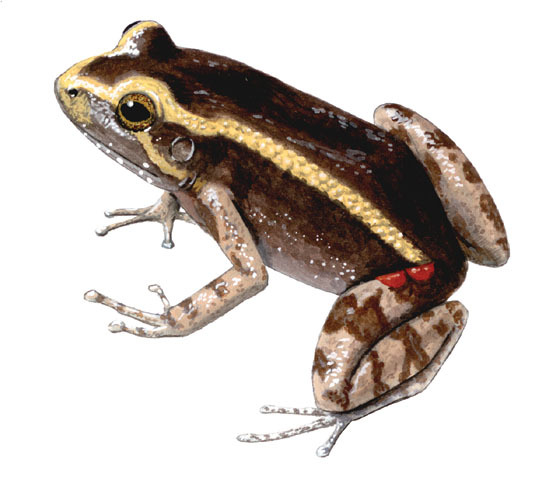 Leptodactylus