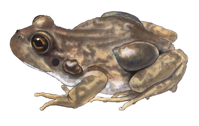 Deuterostomia