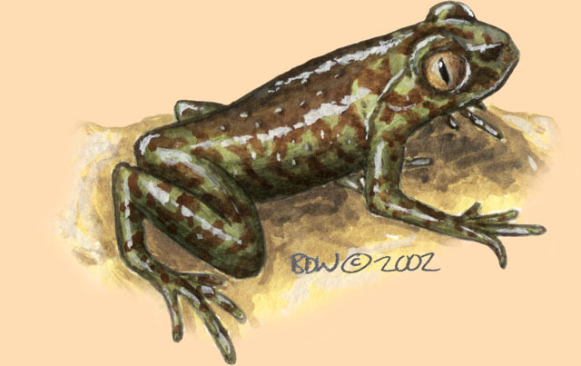 Deuterostomia