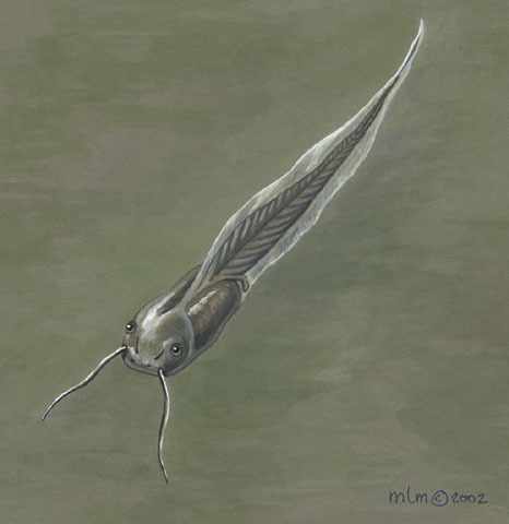 Pipidae