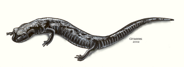 costal groove salamander