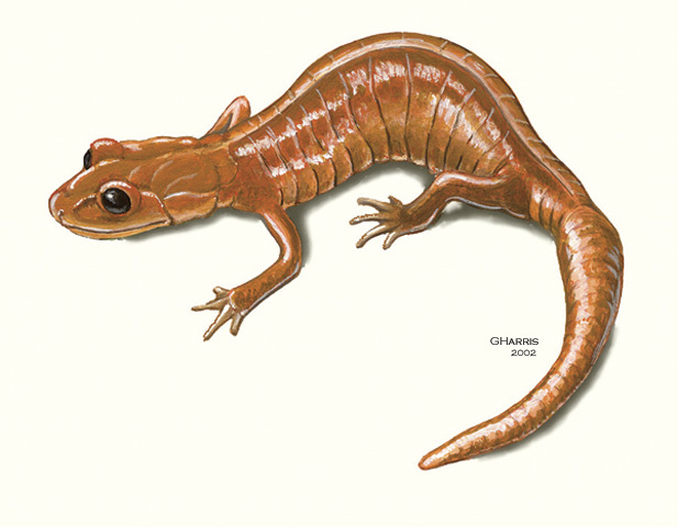 four toed salamander drawing