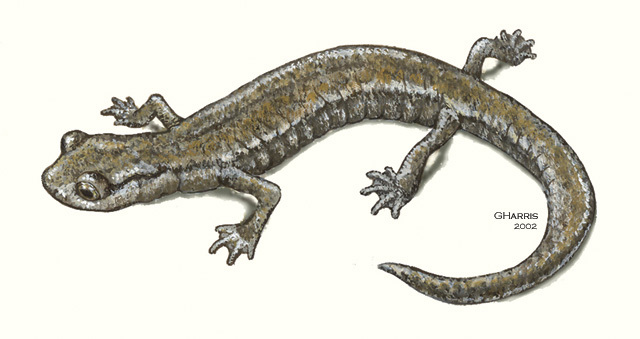 Hydromantes_platycephalus