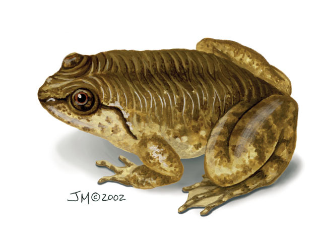 Deuterostomia