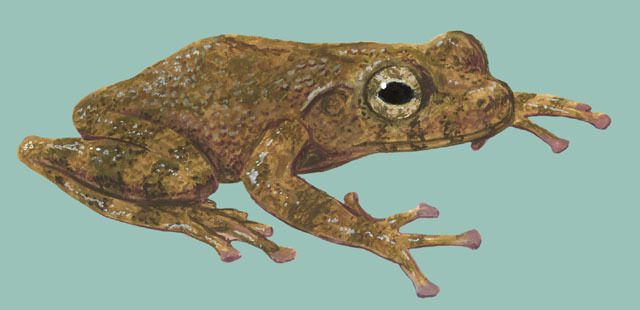 Lissamphibia