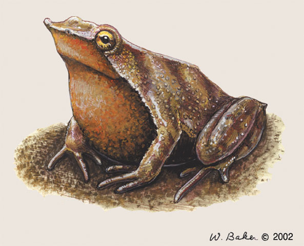 Deuterostomia