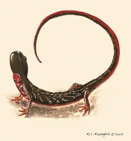 Deuterostomia