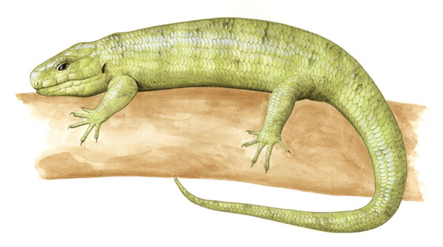 Deuterostomia