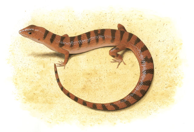 Deuterostomia