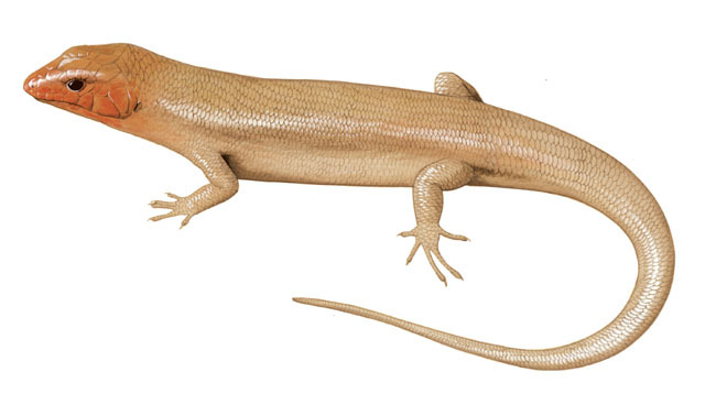 Deuterostomia