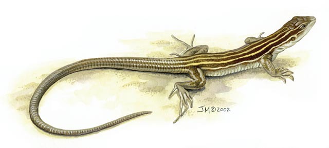 whiptail lizard reproduction