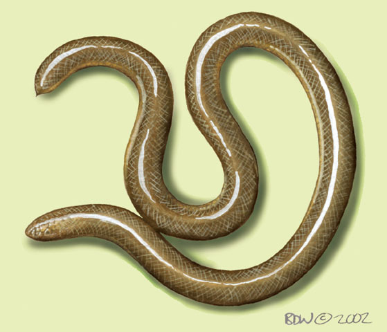 Acutotyphlops_subocularis