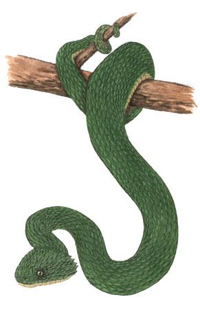 Atheris