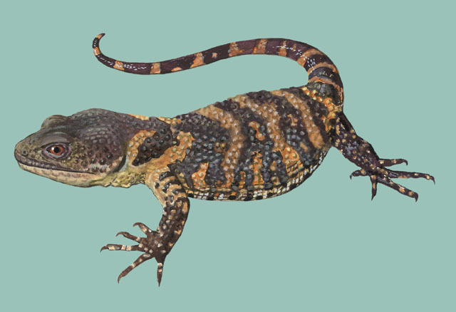 Xenosauridae